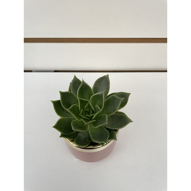2.5" Succulent