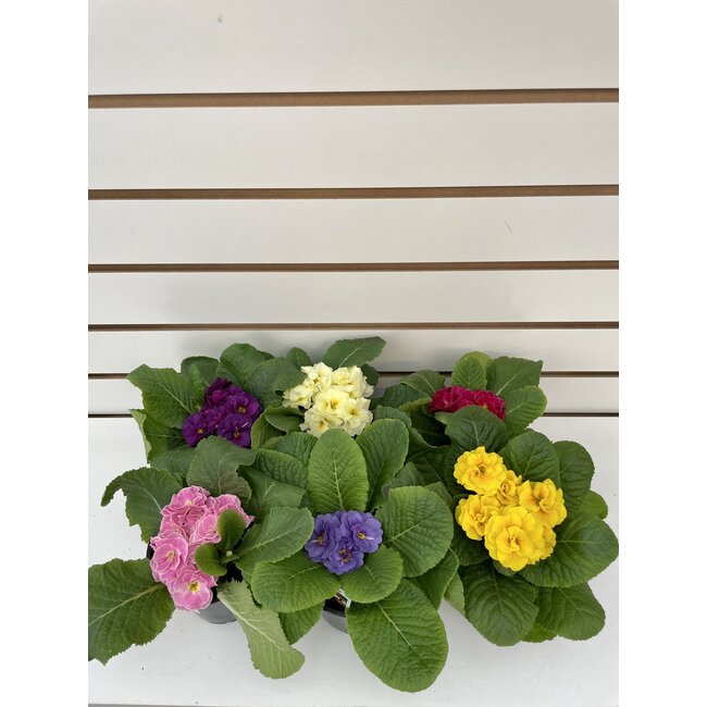 4" Primrose Double Sweetheart
