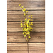 38" Yellow Forsythia Pic