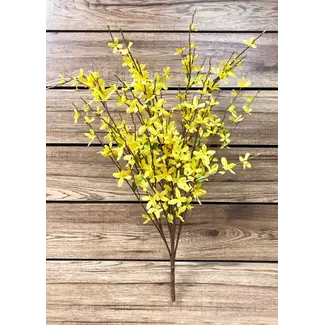 34" Yellow Forsythia Bush