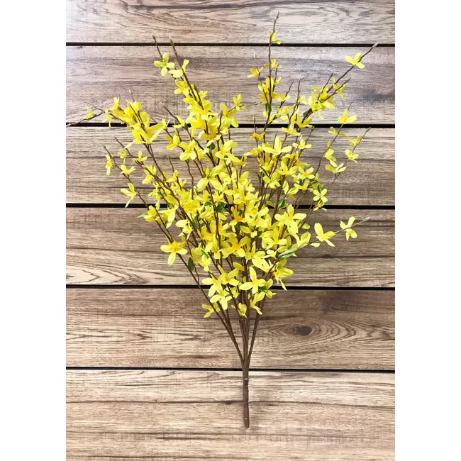 34" Yellow Forsythia Bush