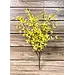 34" Yellow Forsythia Bush