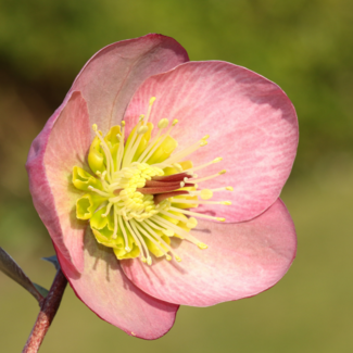 Helleborus - Pink Frost 1 Gal