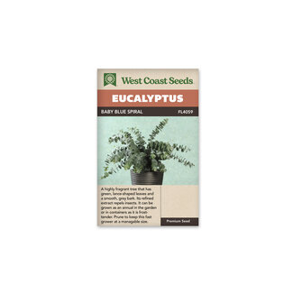 Eucalyptus - Baby Blue Spiral