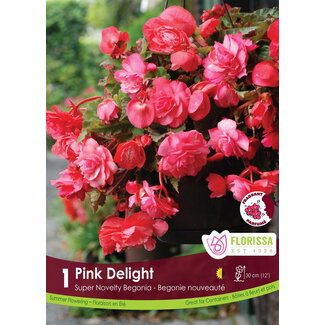 Begonia - Pink Delight