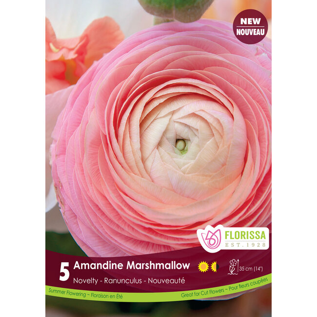 Ranunculus - Amandine Marshmallow