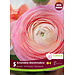 Ranunculus - Amandine Marshmallow