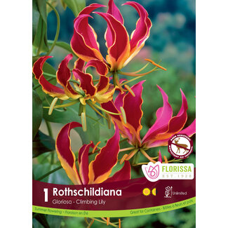 Gloriosa - Rothschildiana