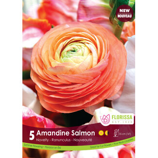 Ranunculus - Amandine Salmon