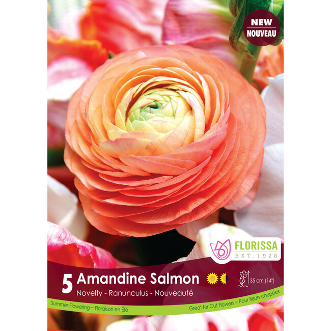 Ranunculus - Amandine Salmon