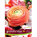 Ranunculus - Amandine Salmon