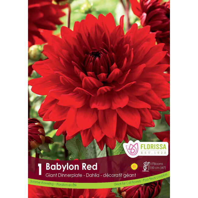 Dinnerplate Dahlia - Babylon Red