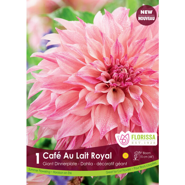 Dinnerplate Dahlia - Cafe Au Lait Royal