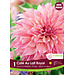 Dinnerplate Dahlia - Cafe Au Lait Royal