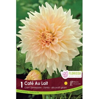 Dinnerplate Dahlia - Cafe Au Lait