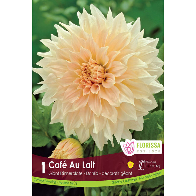 Dinnerplate Dahlia - Cafe Au Lait