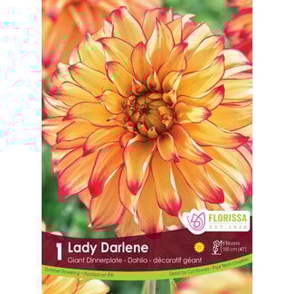 Dinnerplate Dahlia - Lady Darlene