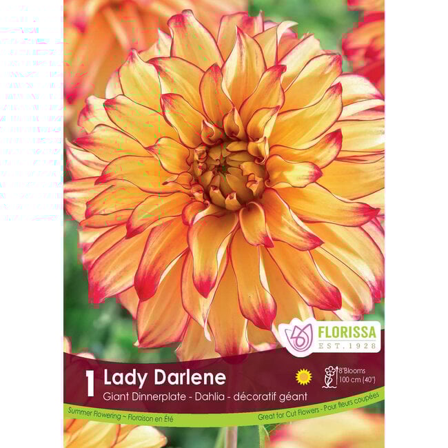 Dinnerplate Dahlia - Lady Darlene