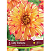 Dinnerplate Dahlia - Lady Darlene