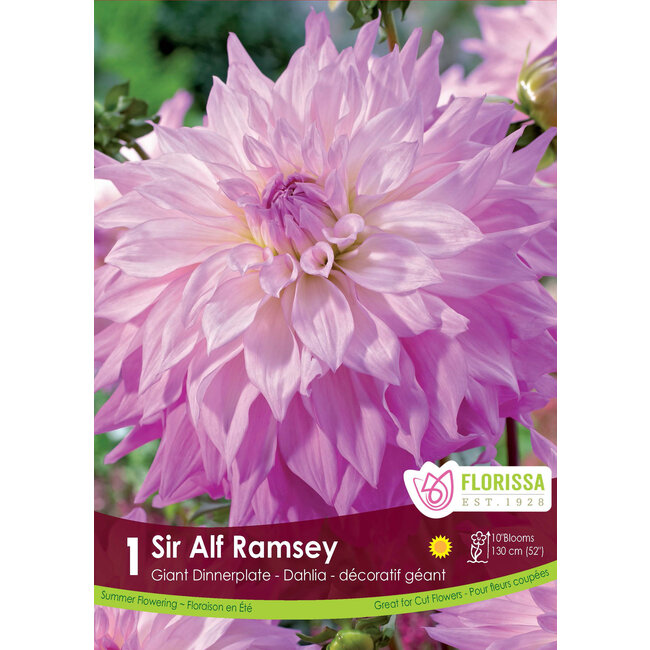 Dinnerplate Dahlia - Sir Alf Ramsey