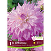 Dinnerplate Dahlia - Sir Alf Ramsey