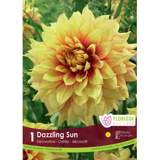 Dahlia - Dazzling Sun