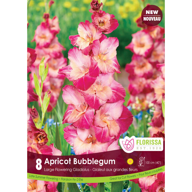 Gladiolus - Apricot Bubblegum