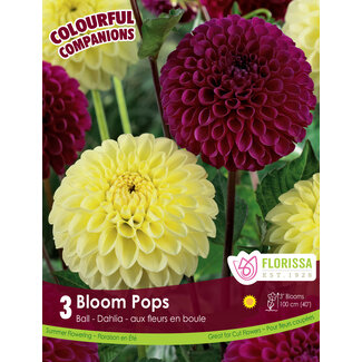 Dahlia - Bloom Pops