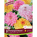 Dahlia - Champagne Brunch
