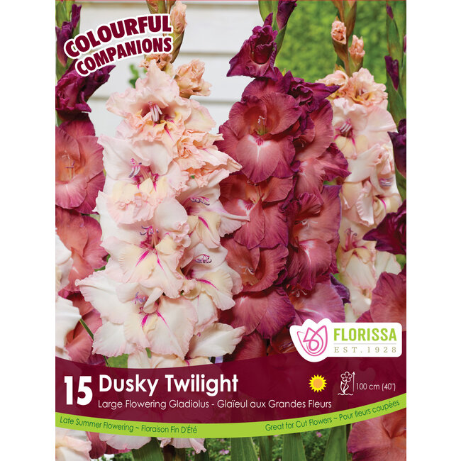 Gladiolus - Dusky Twilight