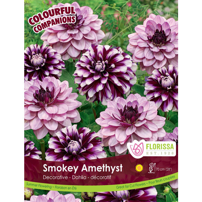 Dahlia - Smokey Amethyst