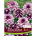 Dahlia - Smokey Amethyst