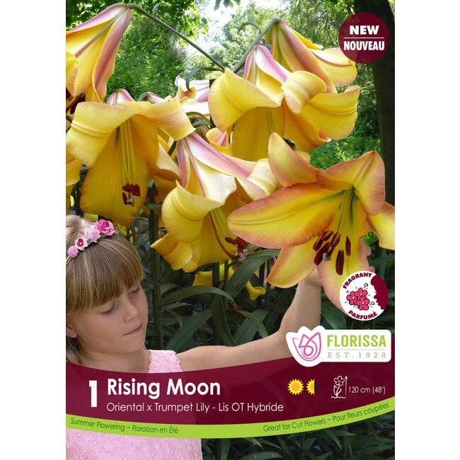 Lily - Rising Moon