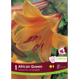 Lily - African Queen