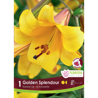 Lily - Golden Splendour