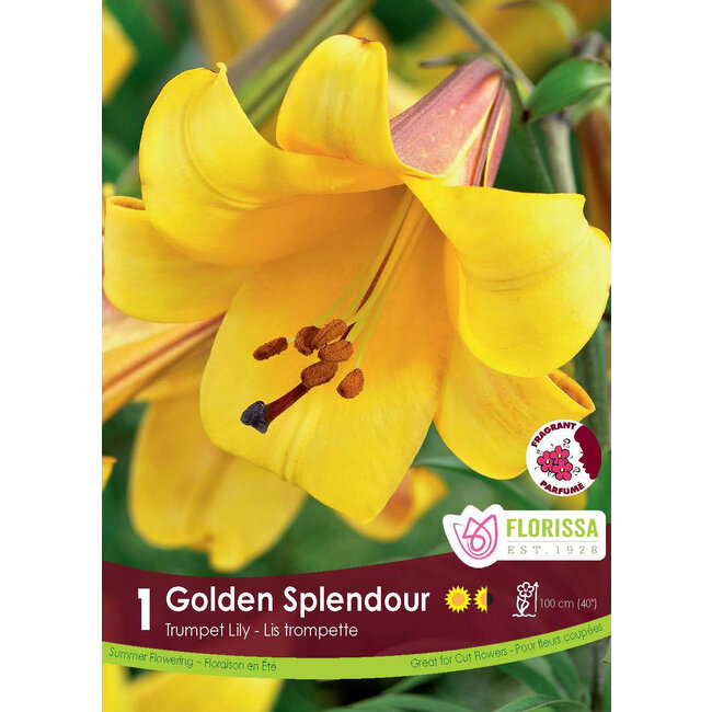 Lily - Golden Splendour