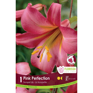 Lily - Pink Perfection