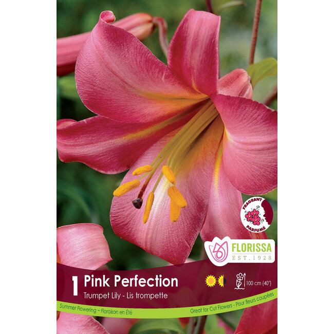 Lily - Pink Perfection