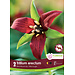 Trillium - Erectum