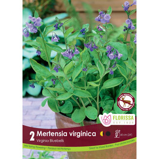Mertensia - Virginica