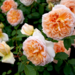 David Austin Rose - Bathsheba