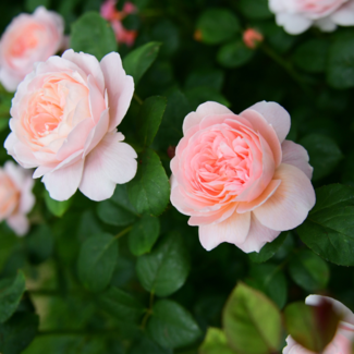 David Austin Rose - Queen of Sweden