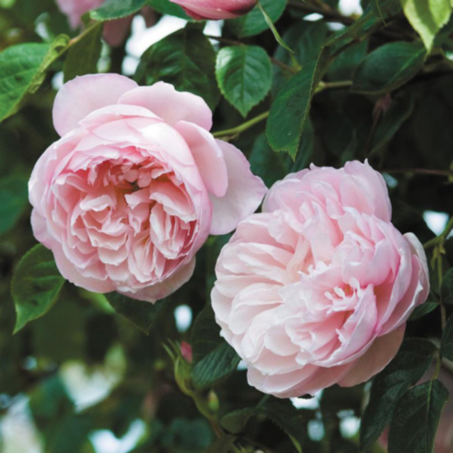 David Austin Rose - The Generous Gardener