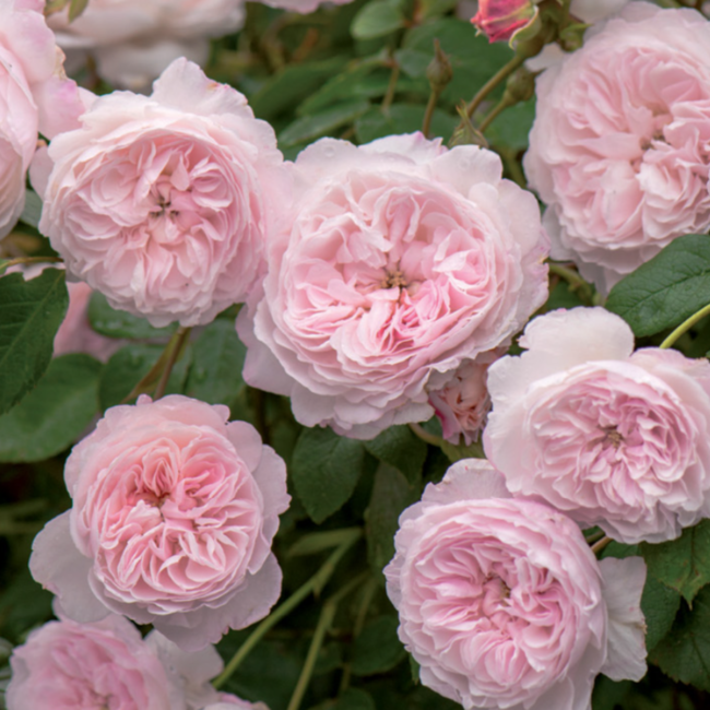 David Austin Rose - The Albrighton Rambler