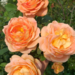David Austin Rose - Lady of Shalott