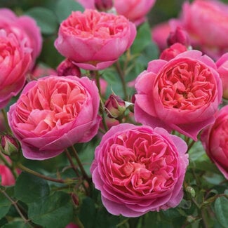 David Austin Rose - Boscobel