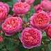 David Austin Rose - Boscobel