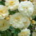 David Austin Rose - Malvern Hills