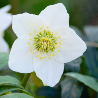 Helleborus - Niger 1 Gal