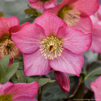 Helleborus - Rosemary 1 Gal